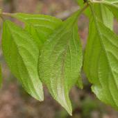 �L�r�m�N���E�����h�L