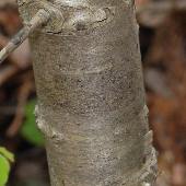 �L�r�m�N���E�����h�L