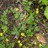 �L�W���V��