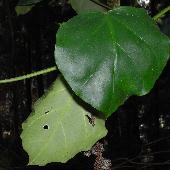 �L�W������