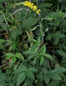 �L���~�Y�q�L