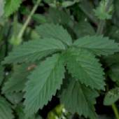 �L���~�Y�q�L