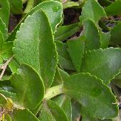 �L�����\�E