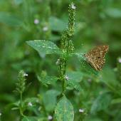 �L�c�l�m�}�S