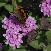 �R�o�m�����^�i