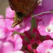 �R�o�m�����^�i