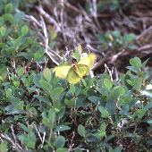 �N���}���m�L