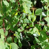 �N���}���m�L