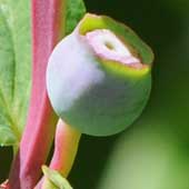 �N���}���m�L