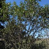 �N���c�o��