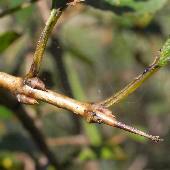 �N���c�o��