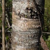 �N���c�o��