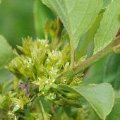 �N���c�o��