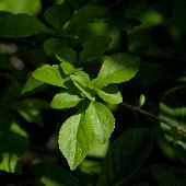 �N���E�����h�L