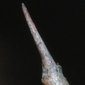 �N���E�����h�L