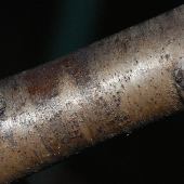 �N���E�����h�L