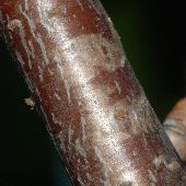 �N���E�����h�L