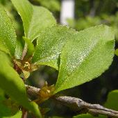 �N���E�����h�L