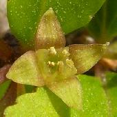 �N���E�����h�L