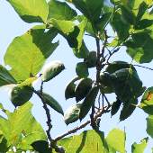 �N�����i