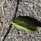 �N�����i