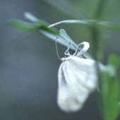 �q���V���`���E