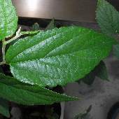 �N���m�n�G�m�L