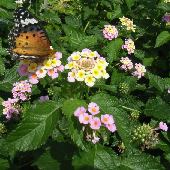 �����^�i