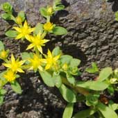 �R���`�}���l���O�T