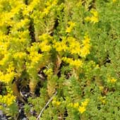 �^�C�g�S��