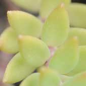 �c���}���l���O�T