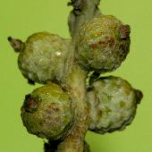 �}�e�o�V�C