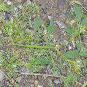 �}�c�o�[��