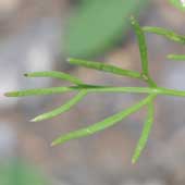 �}�c�o�[��