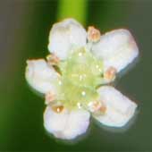 �}�c�o�[��