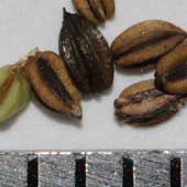 �}�c�o�[��