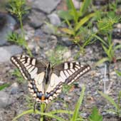 �}�c�o�[��