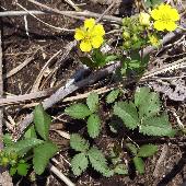 �~�c�o�c�`�O��