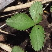 �~�c�o�c�`�O��