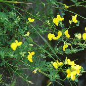 �~���R�O�T