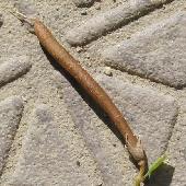 �~���R�O�T