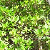 ���N�^�`�o�i