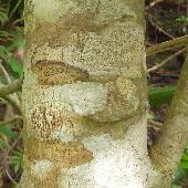 ���N�^�`�o�i