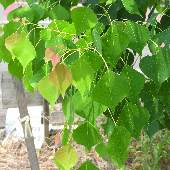 �i���L���n�[