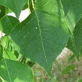 �i���L���n�[