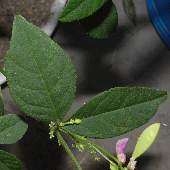 �i���e���n�M