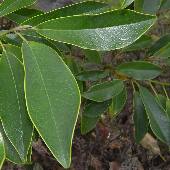 �I�K�^�}�m�L