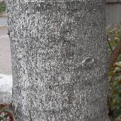 �I�K�^�}�m�L