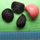 �I�K�^�}�m�L