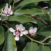 �I�K�^�}�m�L